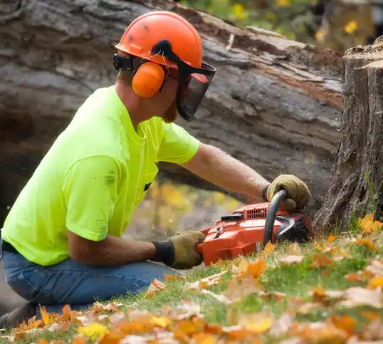 tree services Allendale